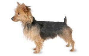 Australian Terrier dog names