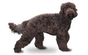 Barbet dog names