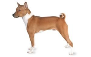 Basenji dog names