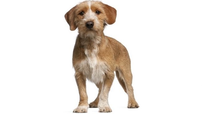 Basset Fauve de Bretagne dog names