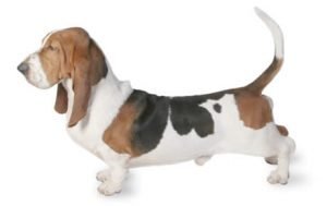 Basset Hound dog names