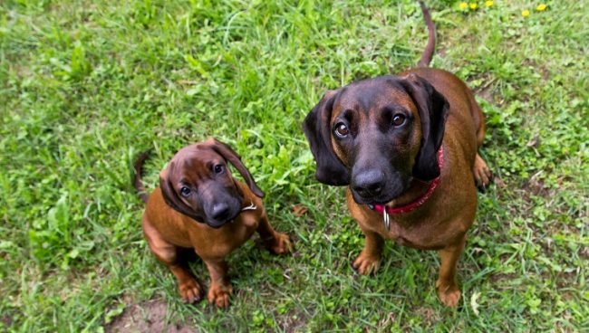 Bavarian Mountain Scent Hound dog names