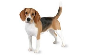 Beagle dog names