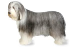 Bearded Collie dog names