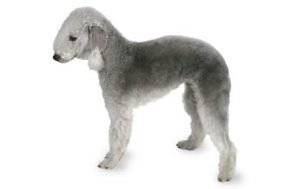 Bedlington Terrier dog names