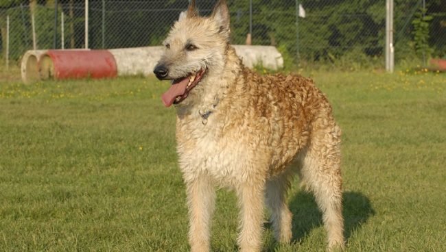 Belgian Laekenois dog names