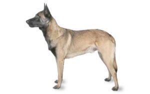 Belgian Malinois dog names