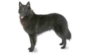 Belgian Sheepdog dog names