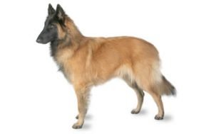 Belgian Tervuren dog names