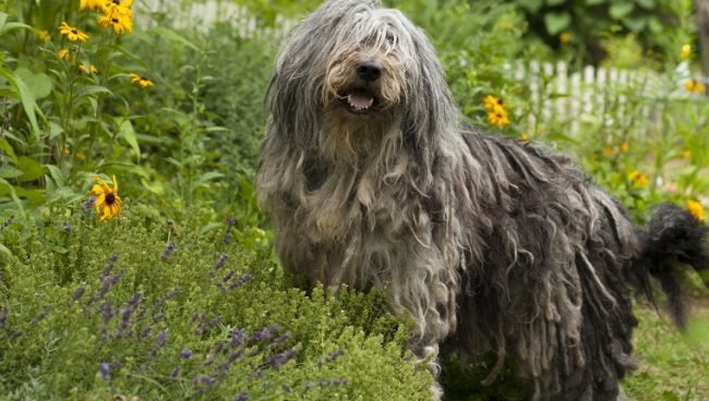 Bergamasco Sheepdog dog names