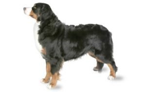 Bernese Mountain Dog dog names