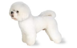 Bichon Frise dog names