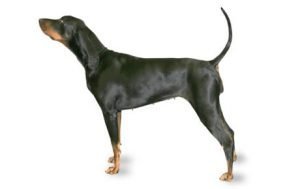 Black and Tan Coonhound dog names