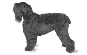 Black Russian Terrier dog names