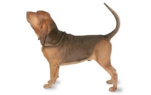 Bloodhound dog names