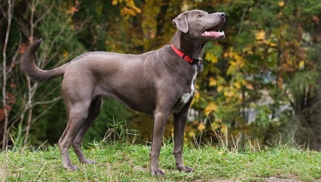 Blue Lacy dog names