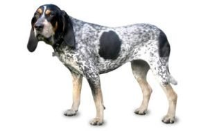 Bluetick Coonhound dog names