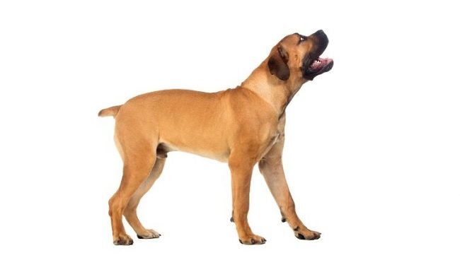 Boerboel dog names