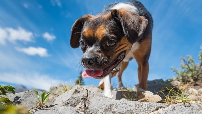 Boglen Terrier dog names