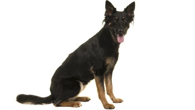 Bohemian Shepherd dog names