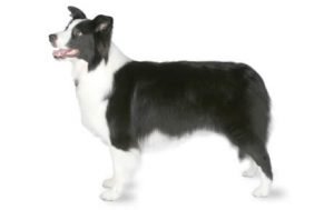 Border Collie dog names