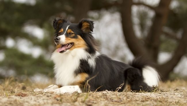 Border Sheepdog dog names