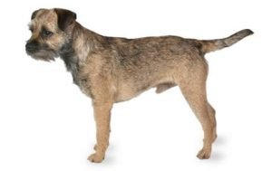 Border Terrier dog names