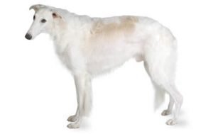 Borzoi dog names