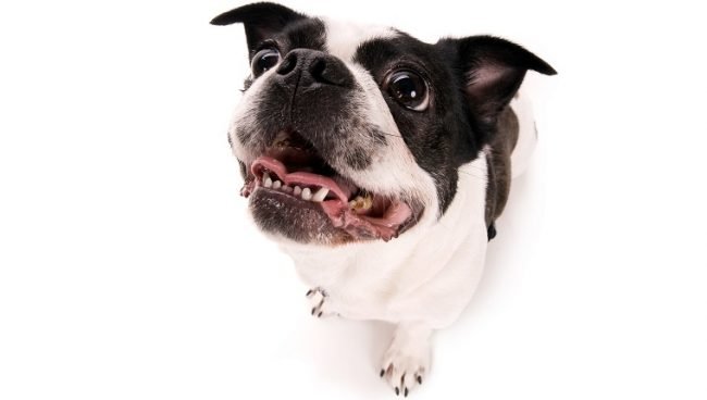 Boston Terrier Pekingese Mix dog names