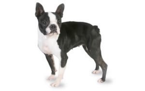 Boston Terrier dog names