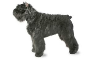 Bouvier des Flandres dog names