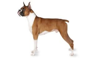 Boxer dog names