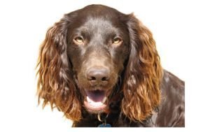 Boykin Spaniel dog names