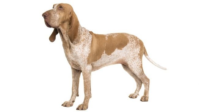 Bracco Italiano dog names