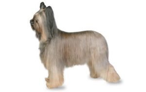 Briard dog names