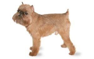 Brussels Griffon dog names