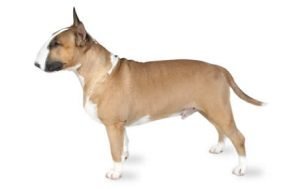 Bull Terrier dog names