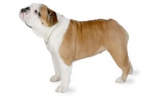 Bulldog dog names