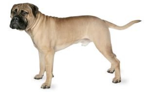 Bullmastiff dog names