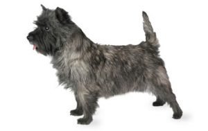 Cairn Terrier dog names