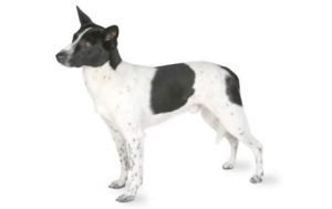 Canaan Dog dog names