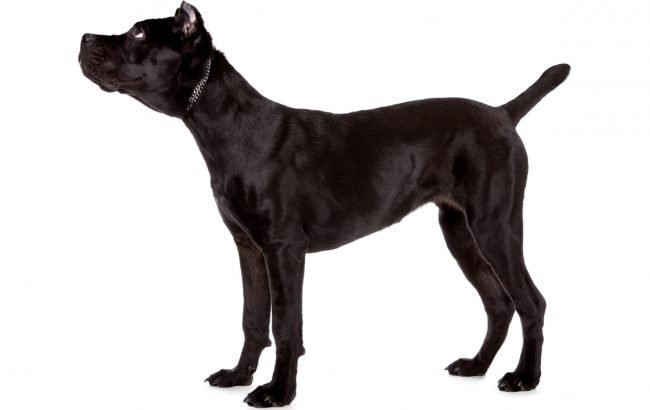 Cane Corso dog names