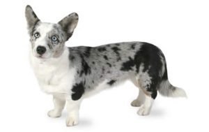 Cardigan Welsh Corgi dog names