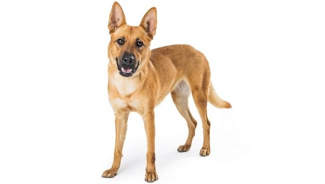 Carolina Dog dog names