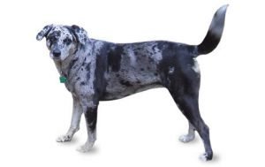 Catahoula Leopard Dog dog names