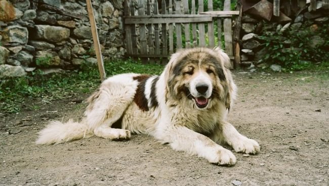 Caucasian Shepherd Dog dog names