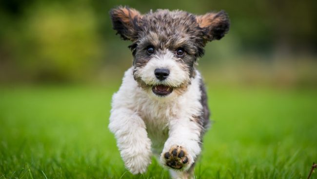 Cavachon dog names