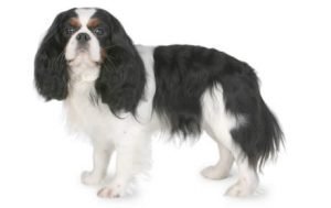 Cavalier King Charles Spaniel dog names