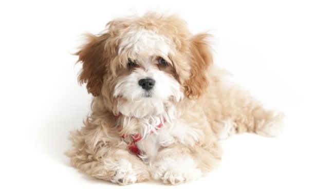 Cavapoo dog names