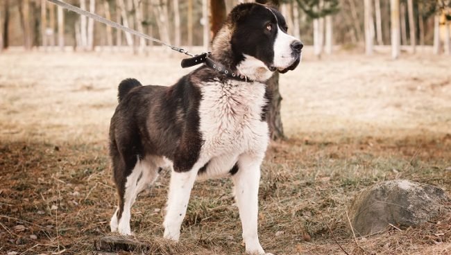 Central Asian Shepherd Dog dog names